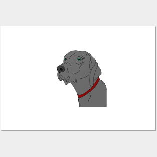 Weimaraner portrait Posters and Art